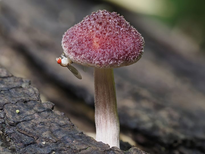 Gymnopilus sp.