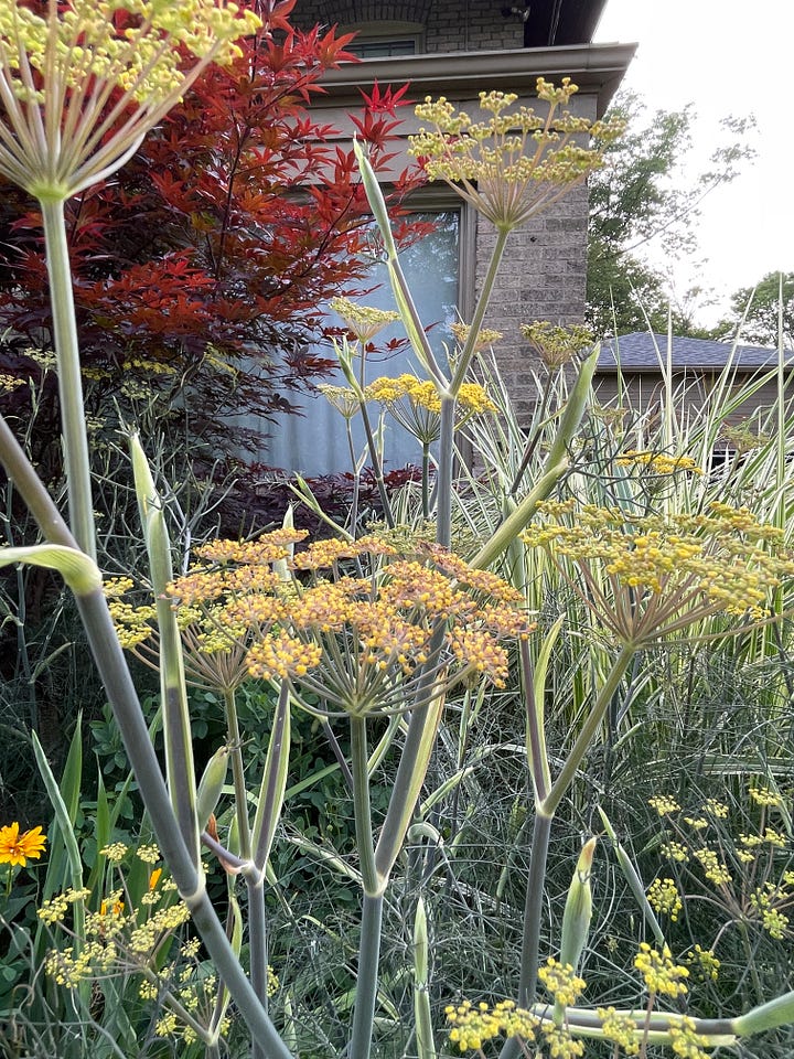 Echinacea 'Salsa Red' and Verbascum 'Christo's Yellow Lightening' and golden oregano in the Hot Border, along with chocolate-foliage Brozne fennel, Acer bloodgood, and Rusty foxglove.