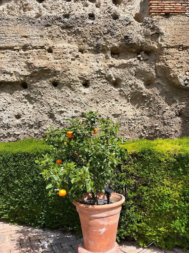 Six pictures of citrus fruits on trees and small bushes near walls in the gardens of Alcázar Palacio Portocarrero , Seville, southern Spain