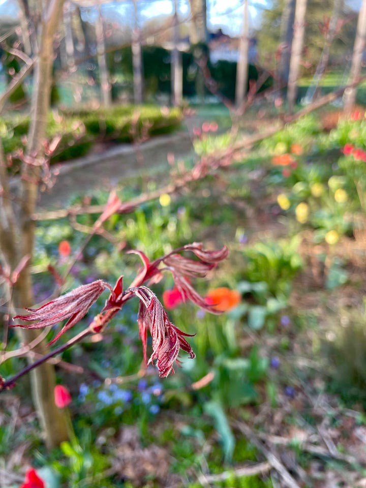 For my third transgression (I am no good at limits on spring flowers apparently), there are a mix of reds, oranges and yellow tulips in the Hot Border, but the blue Muscari latifolium is a nice foil, along with the Bronze Fennel. You get the best blend of all these colors when looking at the red unfurling leaves of the Japanese Acer. 