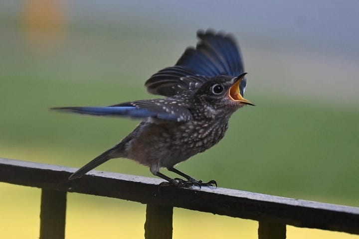 An Eastern Bluebird and baby