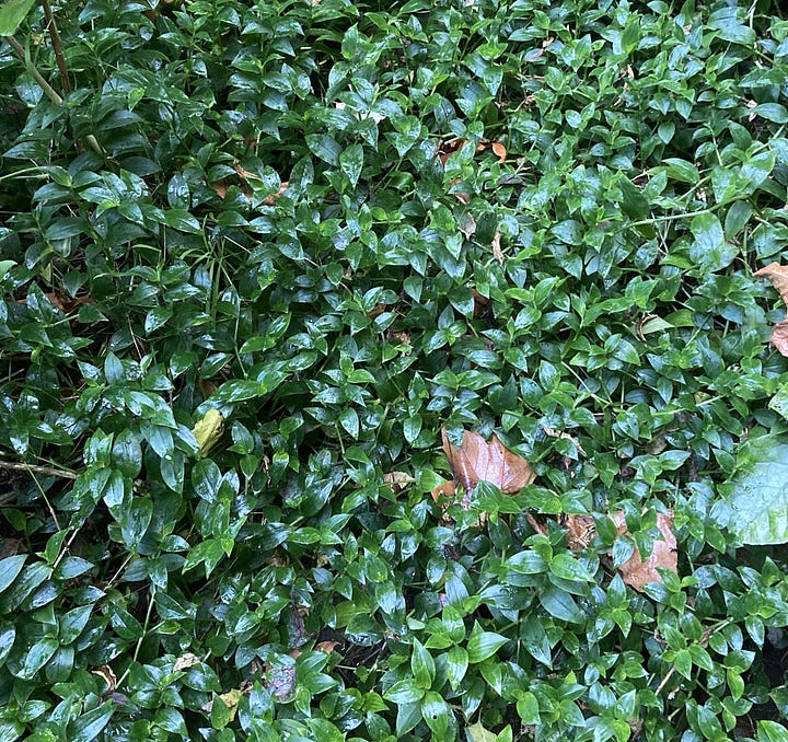 Left hand image shows lush, healthy tradescantia while right hand image shows a patch which has died back 