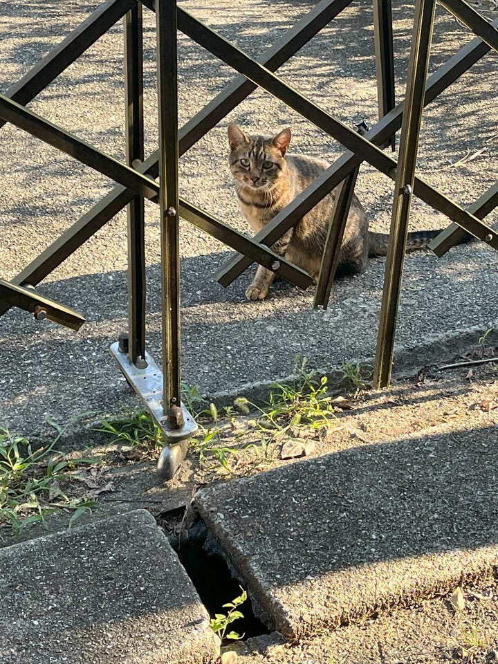 Pictures of two stray cats. One is a black and white bruiser, clearly been in a few fights, sitting on a wooden board on a rusty oil drum. The other is a smarter but warier-looking tabby.