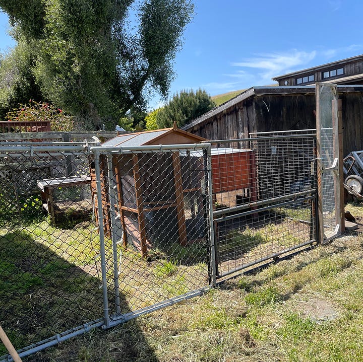 a chicken pen, a little rooster, two shots of a 70s-era travel trailer