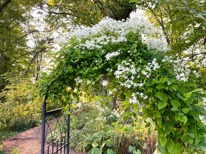 Along the damp Primrose path this month: Anemone 'Pamina'; Sweet Autumn Clematis; and two different Chelone, C. obliqua and C.lyonii