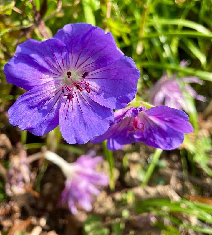 Aster 'Blue Bird' is a cultivar of the Smooth blue aster; Euphorbia 'Ascot Rainbow' is a favorite in every season; a seedling Anemone blooming long after the other pinks; and Geranium 'Rozanne' is one that keeps going til Thanksgiving.