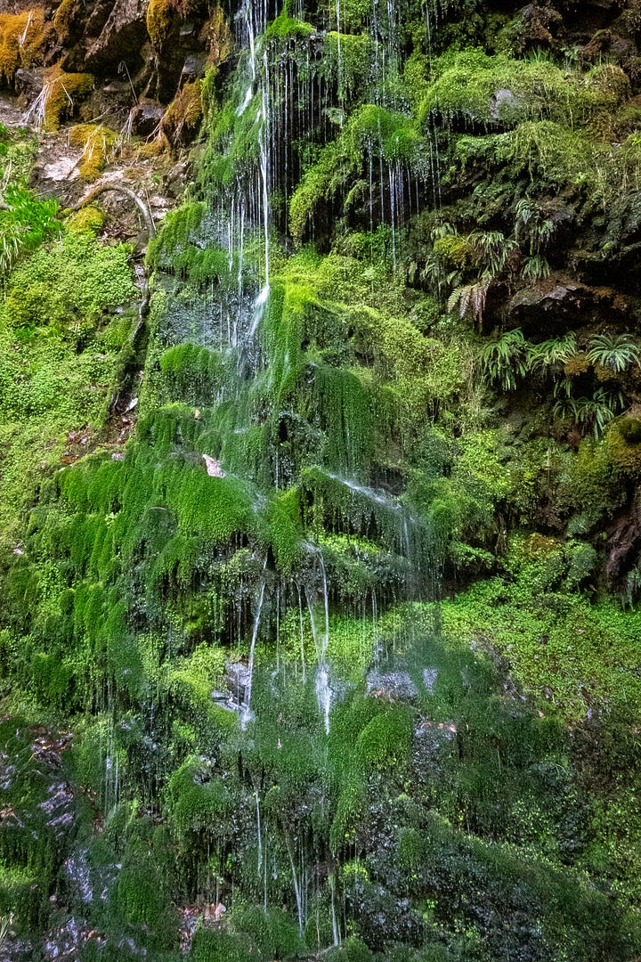 One of the footbridges, a waterfall, unusual comfrey, and a sheet of liverworts and mosses © Felicity Martin