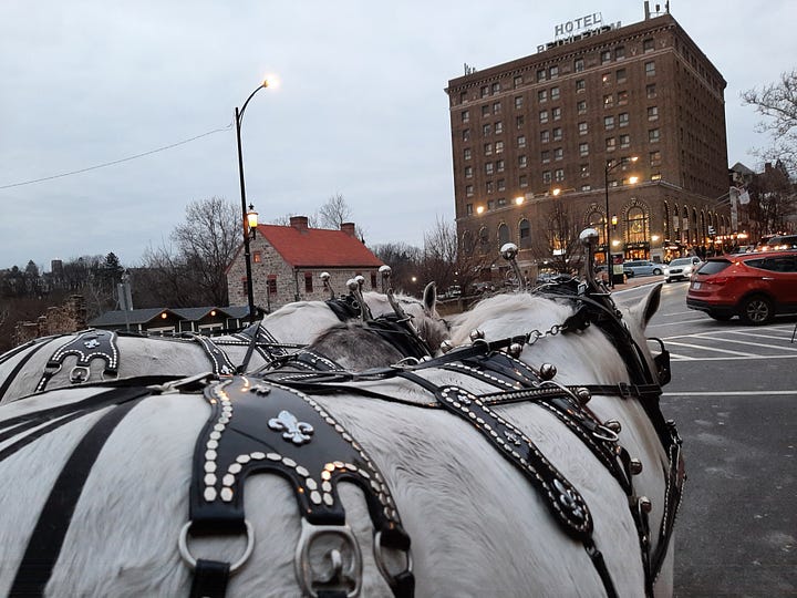 Three gray horses get ready to pull a carriage in Bethlehem PA at Christmas.