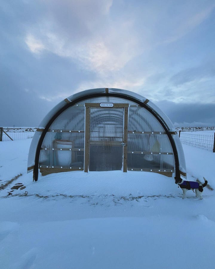 5 images of snowy Orkney. They all have a blue hue to them. Some have Kiki the dog in & one has Han & Kiki in