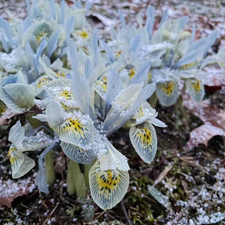 Iris histrioides 'Katharine Hodgkin' and I. h. 'George' in the snow this week.