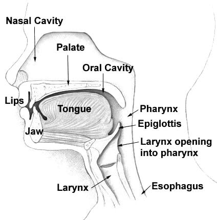 Left to right: 1) Cross section, muscular dome of pelvic diaphragm. 2) Diagram of pelvic floor shape with perineal body at center. 3) Thoracic diaphragm and part of its stem. 4) Pathway of mulabandha.  5) Peritoneal sac 6) Arching tissues for jalandhara bandha