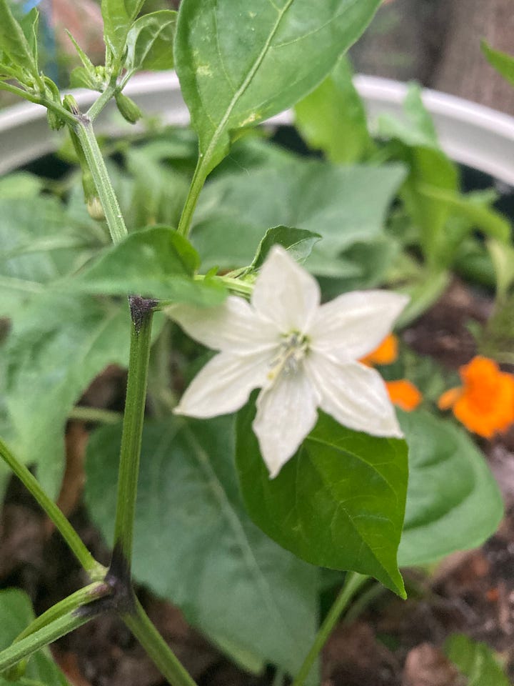 Flowers from my garden