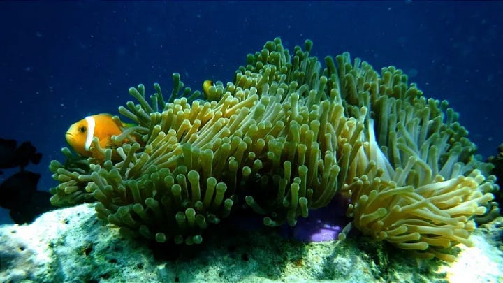 Immagini oceano