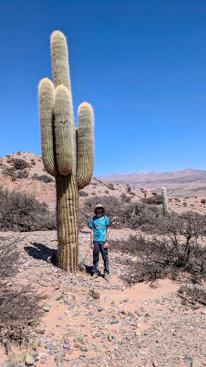 Absolutely freaking huge cacti