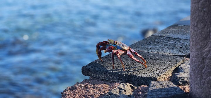 A series of photos of a sally lightfoot crab in the Galapagos creeping along the pier with a cigarette stub in its mouth.