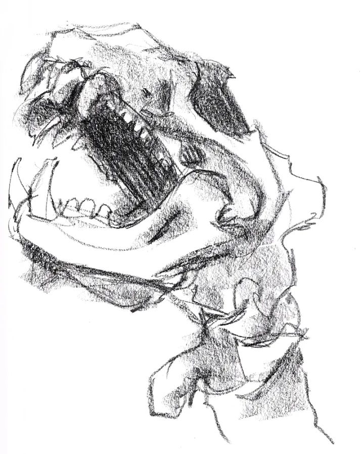 bone sketches - copyright Crystal Smith