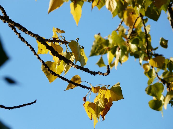 Leaves of the black poplar in fall, and a leaf detail showing the veins