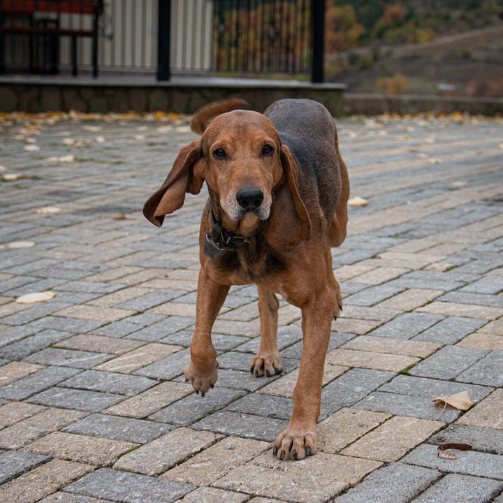 Village dogs in Greece, approaching bloodhound