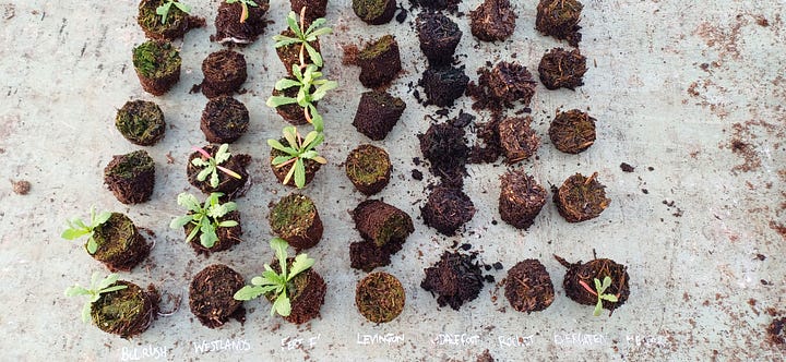 cells popped out for germination and root comparison