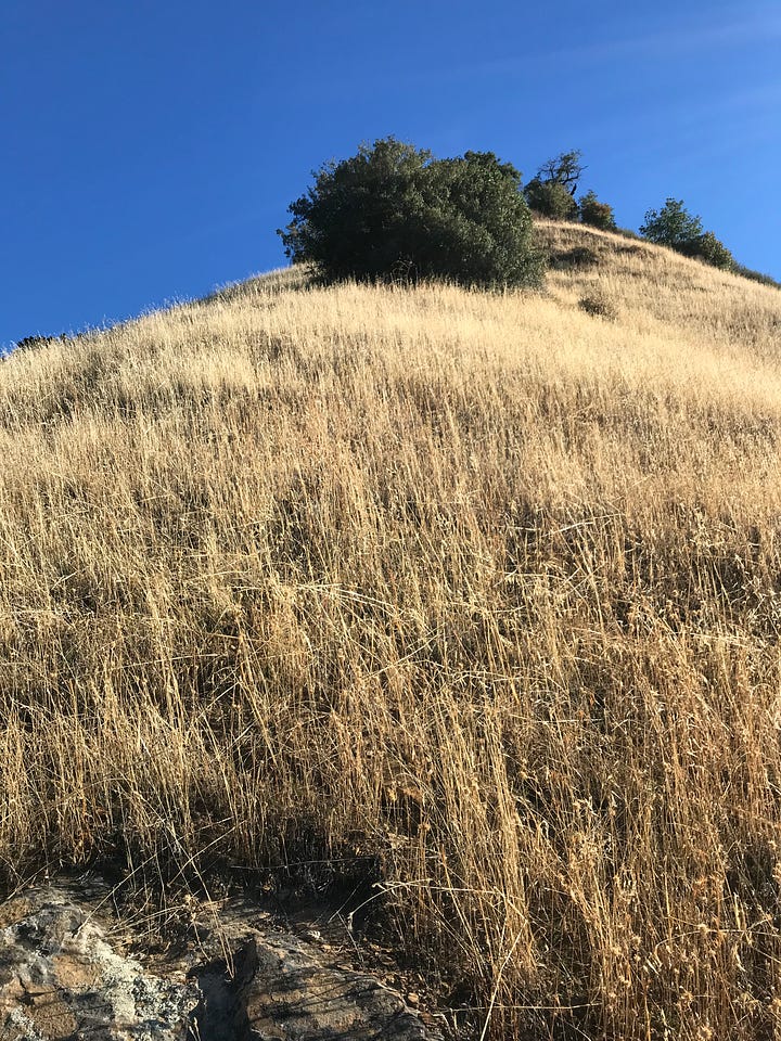 Ventana Wilderness, Los Padres National Forest