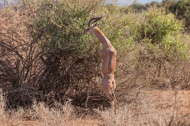 Photographs of gerenuks in the wild