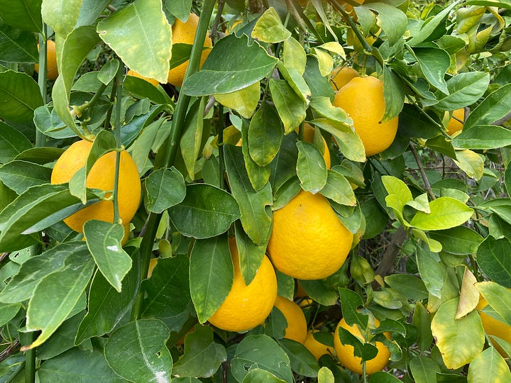 a lemon tree, and a detail of same