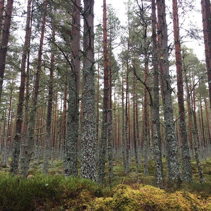 Images: 1-3. the bog woodland in Abernethy Forest managed by RSPB, with information plaque about the landscape; 4. Scots pine with clear lichen line a quarter of the way up them, and hummocky mossy grass.