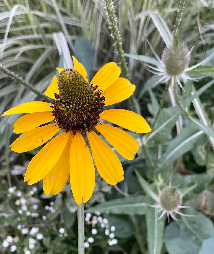 Four very tall plants in the Long Border: Mohr's Rosinweed (Silphium mohrii), teasel, Verbena hasta, and Giant Sunflower (Rudbeckia maxima). 