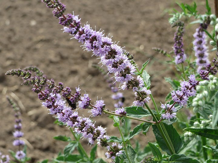 1. light purple spearmint flowers, 2. purple anise hyssop flowers with prominent leaves