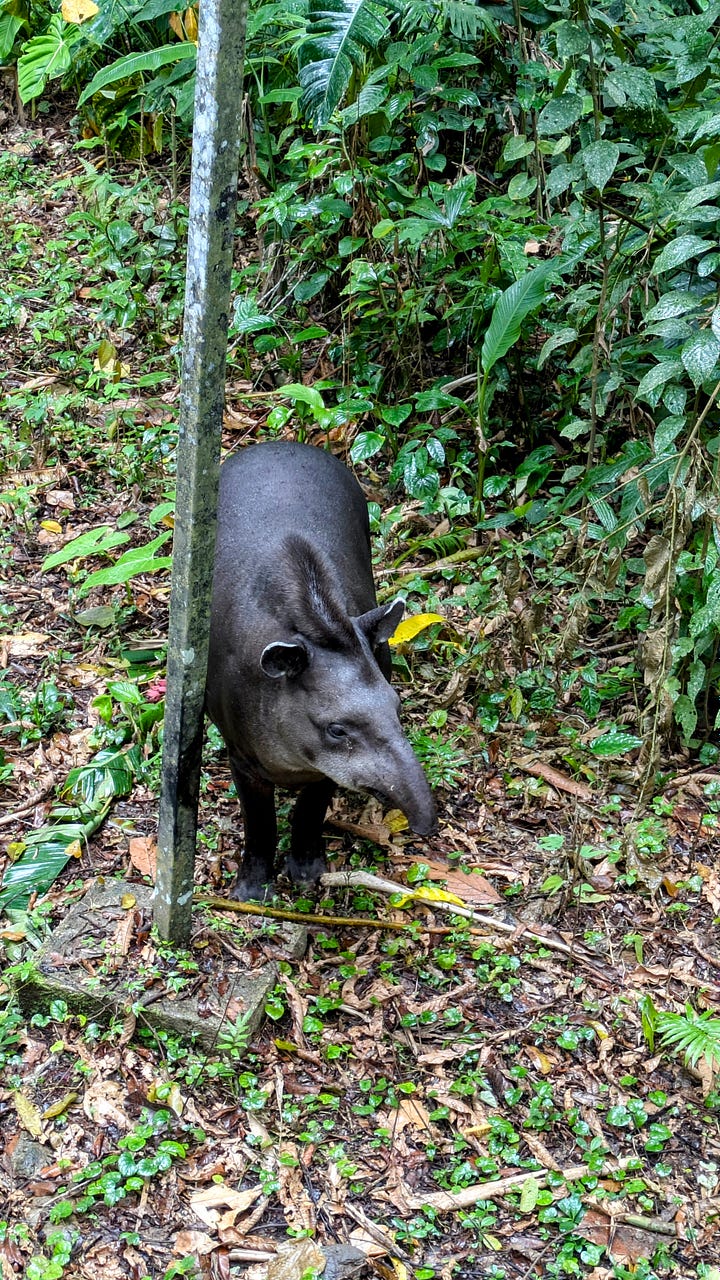 Cascada Pimpillitu (left), a natural swimming pool we frequented; a local tapir enjoying a scratch in the park (right).