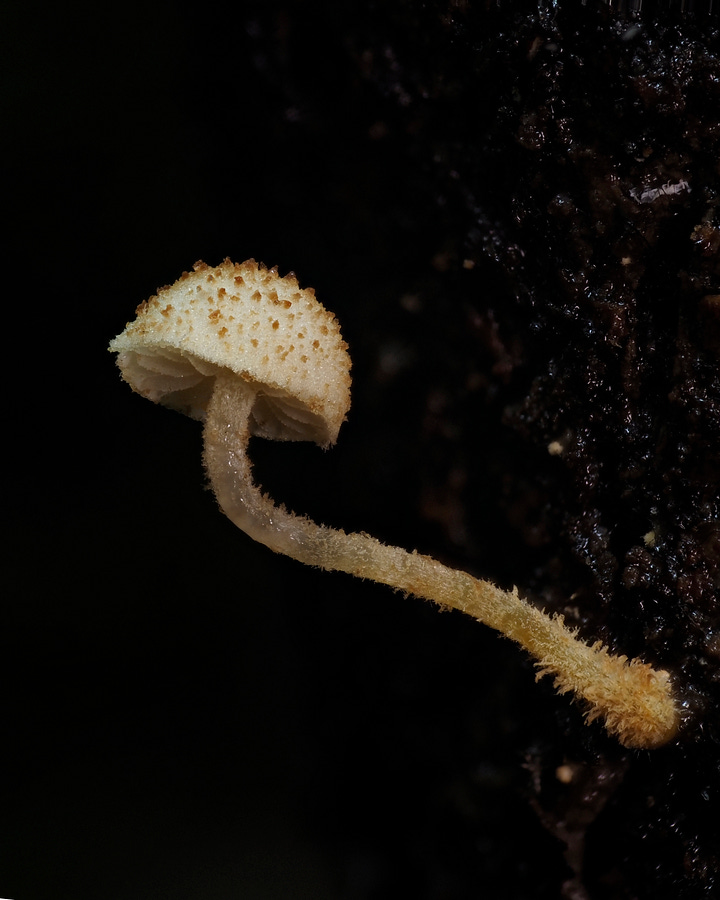 Phaeomarasmius ciliatus