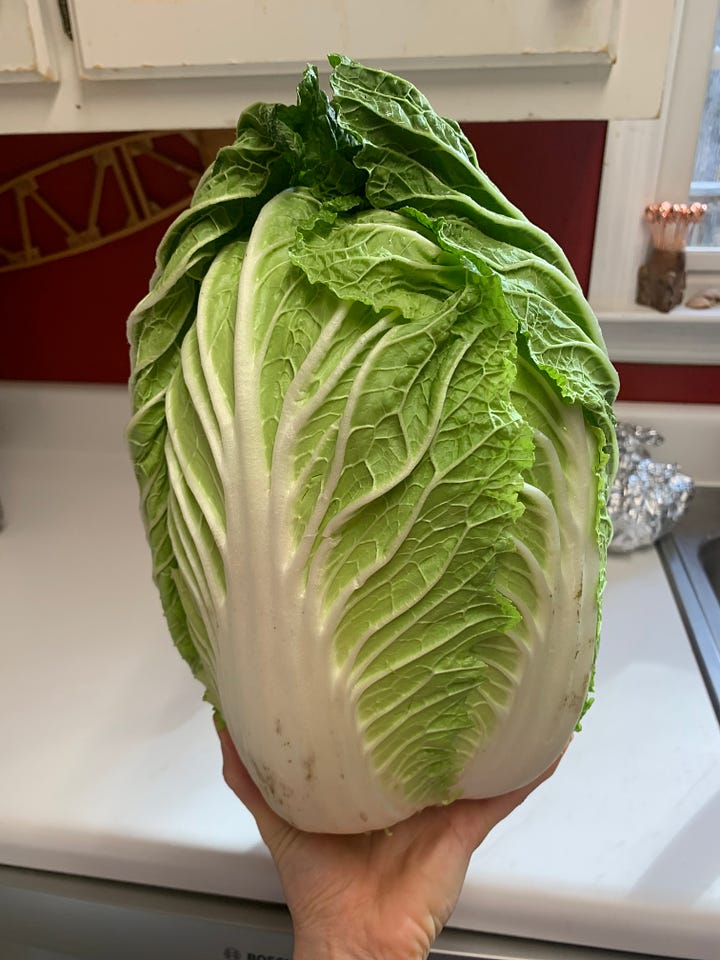 A giant head of Napa cabbage; salting the cabbage and carrots; mixing in the spice paste; packing the kimchi into jars to ferment