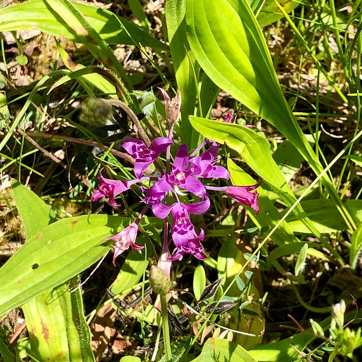 Closeup of various wildflowers in meadow and gravel conditions.