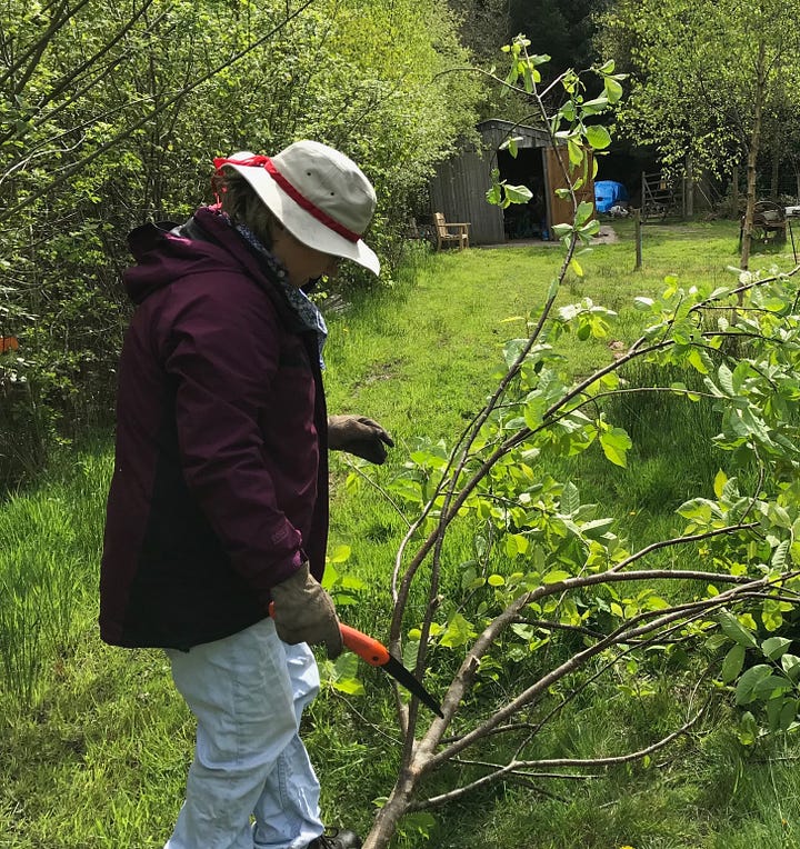 (a) short purplish stems of violet willow and secateurs (b) author cutting wild cherry branches down