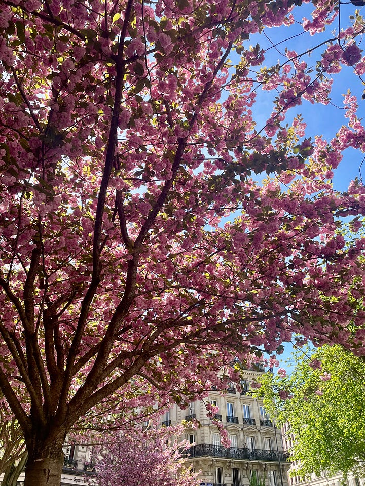 Cherry blossom around Paris