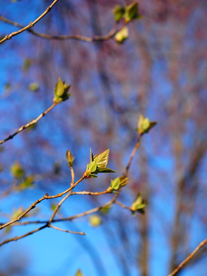 Two views of spring buds getting ready to bloom. My camera can only capture one view at a time and blurs the rest. Only my eyes and senses and presence, in the moment, can take in both perspectives and the full richness of the scene.