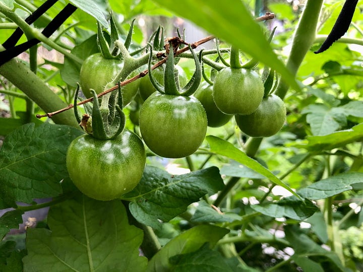 A close up of cherry tomatoes and a photo of the whole bush