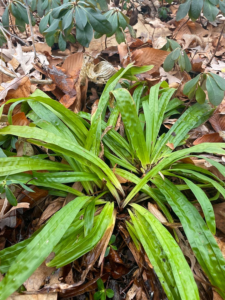 Woodland plants that stay green for winter: Autumn fern, Cyclamen hederifolium, Epimedium, Christmas fern and Wood Spurge, native Wood Sedge. 