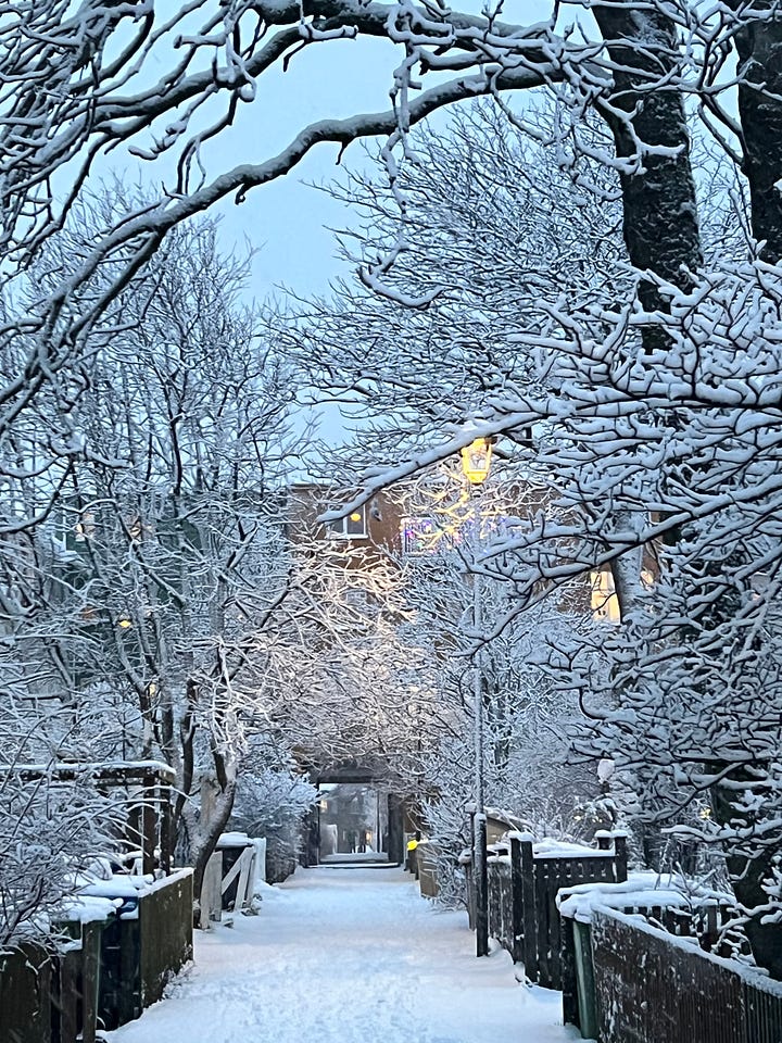 Trees decked out in snow 