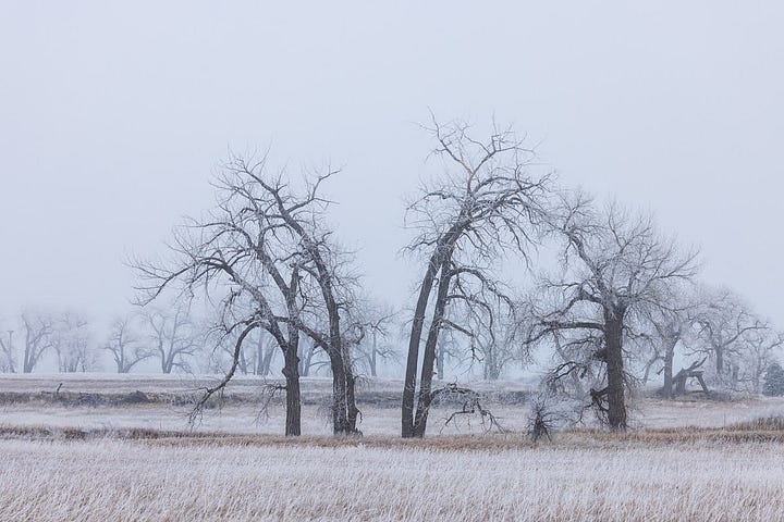 Bison in snow, snow on ponderosa pine needles, downy woodpecker, cottonwoods in the fog