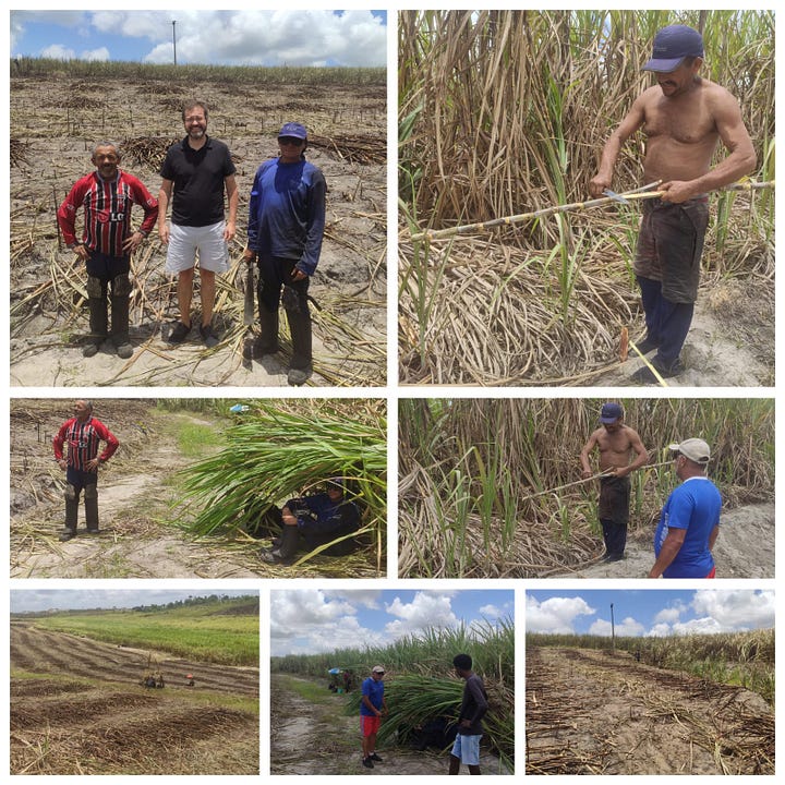 Sugar cane harvest in Goiana and images from Tres Unidos