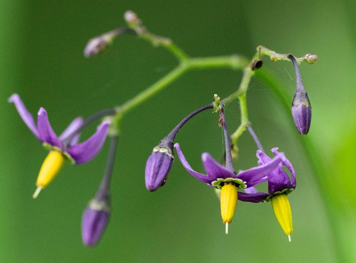 Purple and yellow flowers of bittersweet and green foliage