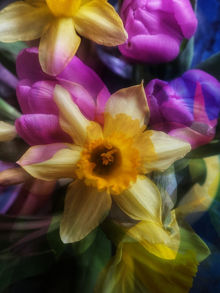 Double exposure images of purple tulips and yellow daffodils filling the frame