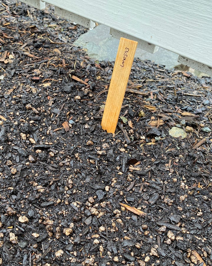 seeds in paper towels in the fridge, soil with a plant marker that says "susan"