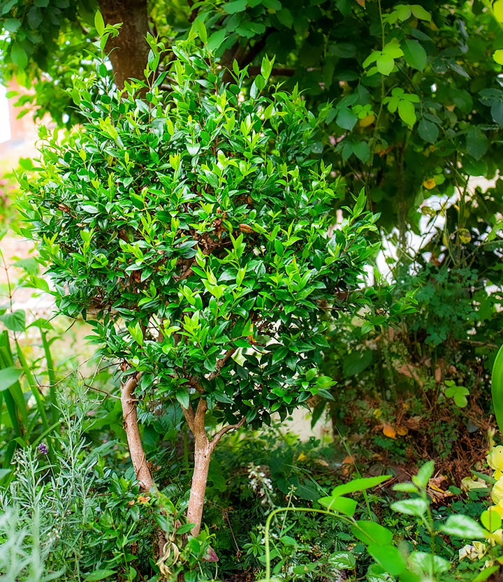 Two examples of myrtle shrubs