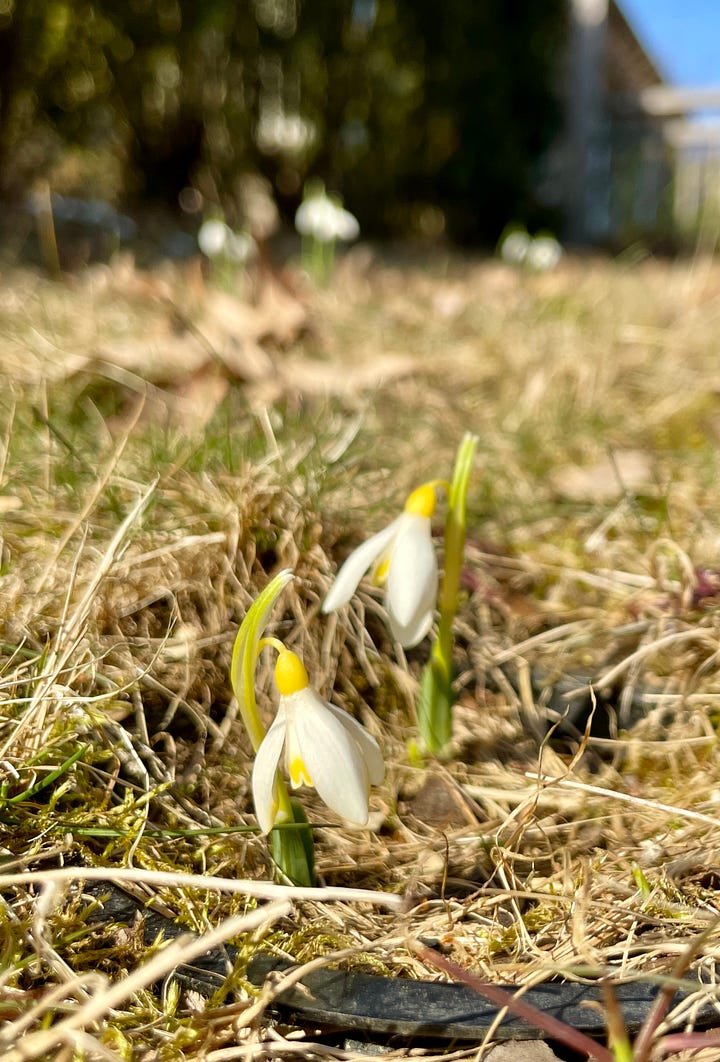 Galanthus 'Grumpy', 'Wasp', 'Blewbury Tart' and 'Sanderii group'