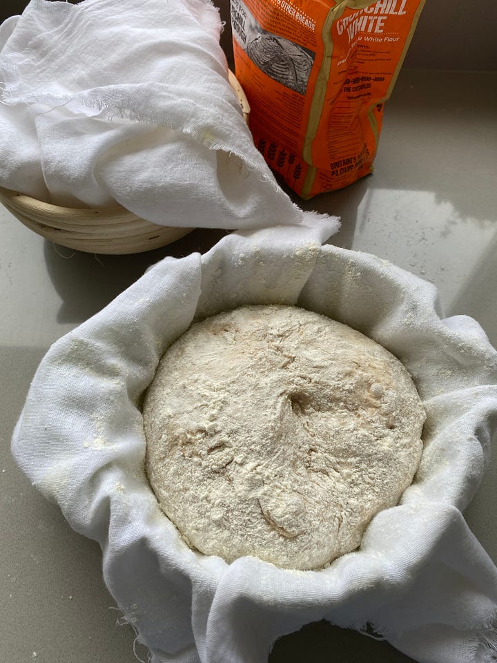 Sourdough in bowls covered with muslin.