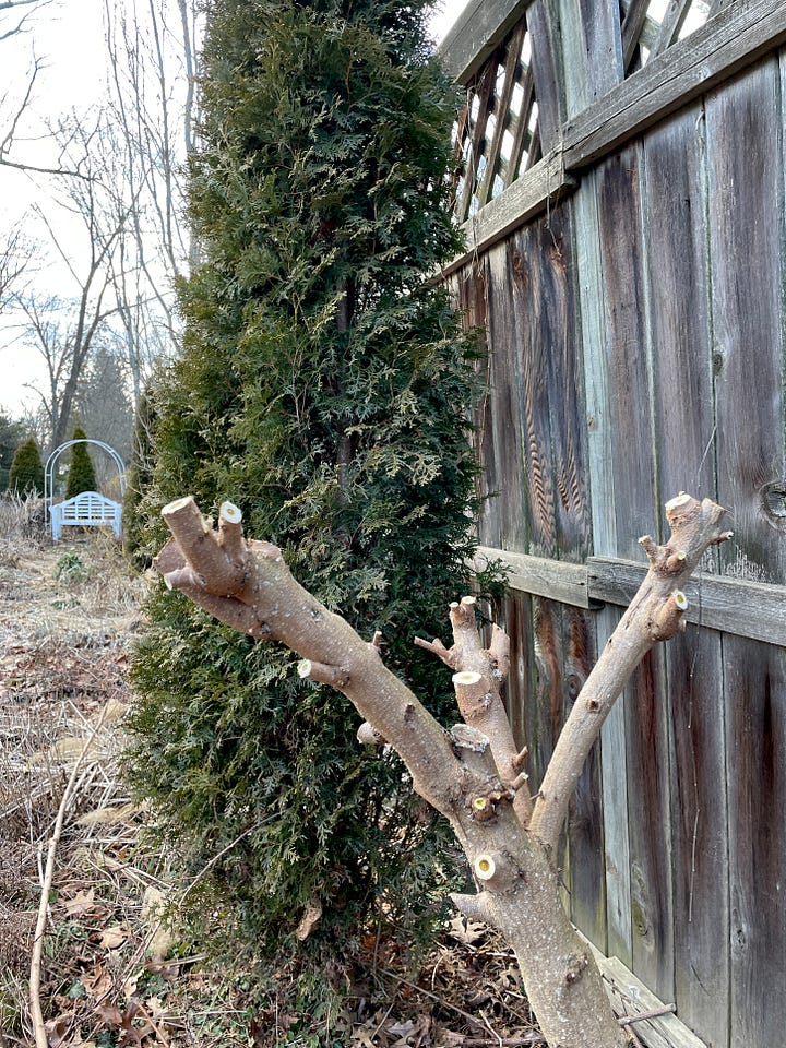 Cotinus ’Grace’ getting its late winter prune. It is cut back hard do that new branches and foliage will keep to border size. The long shoots I am removing grew just last year