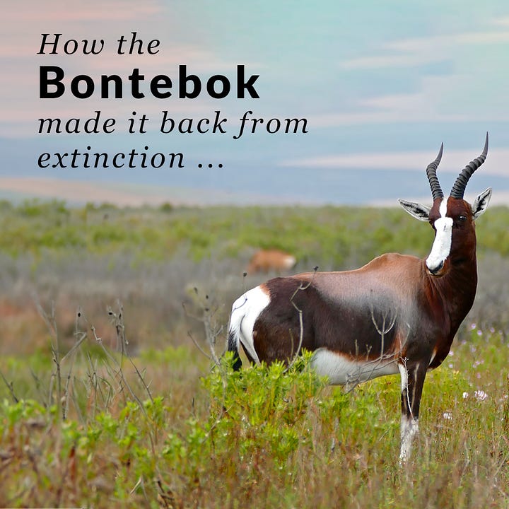 Bontebok comback from near extinction - rewilding