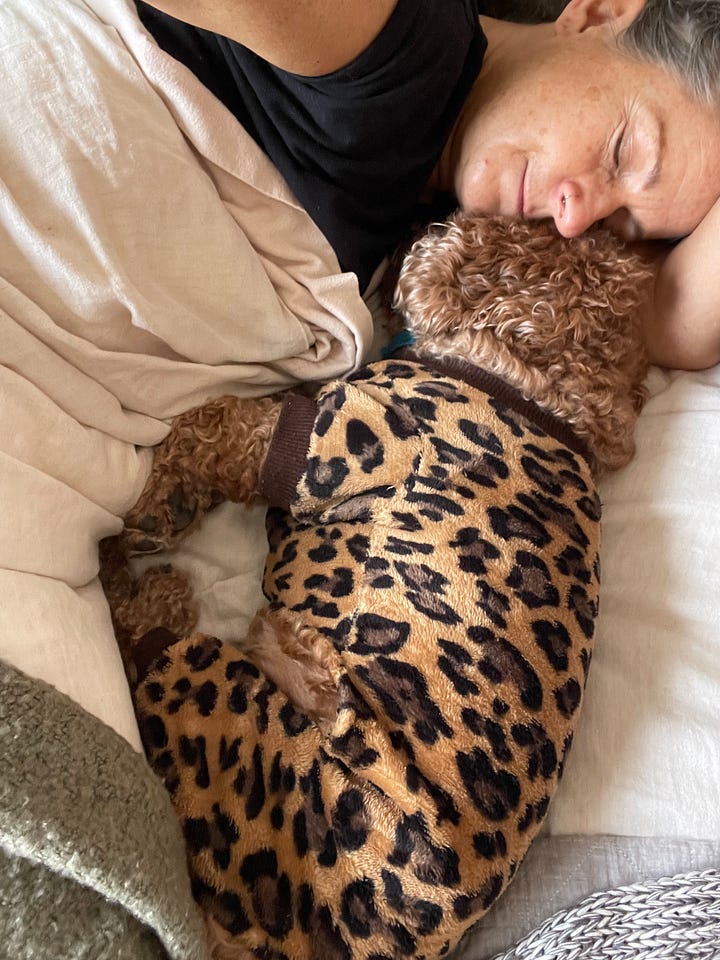 Yellow fake fur coat and a cavoodle